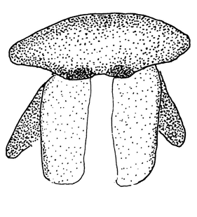 species