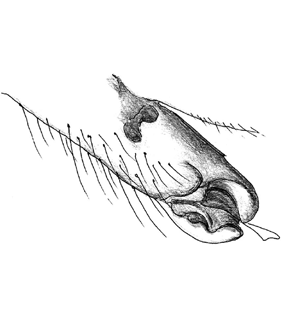 speciesimage