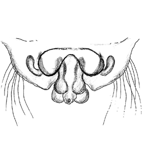 speciesimage