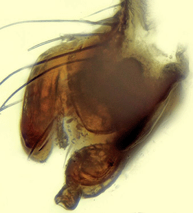 speciesimage