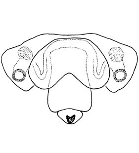 speciesimage