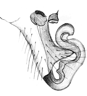 speciesimage
