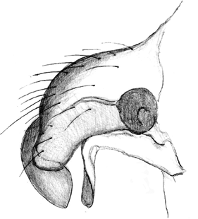 speciesimage