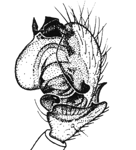 speciesimage