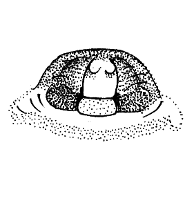 speciesimage