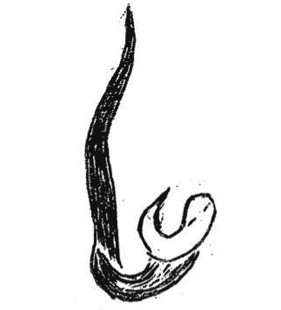 speciesimage