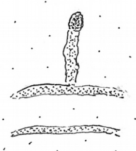 speciesimage