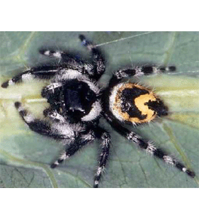 speciesimage