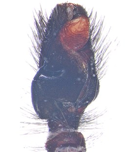 speciesimage