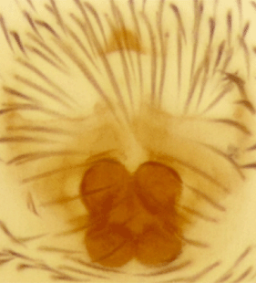 species