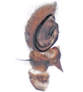 speciesimage