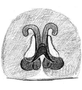 speciesimage