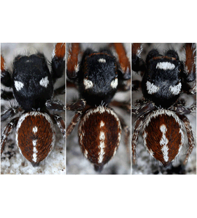 speciesimage