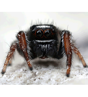 speciesimage