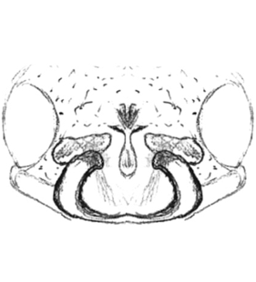 speciesimage