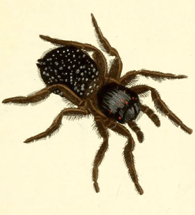 speciesimage
