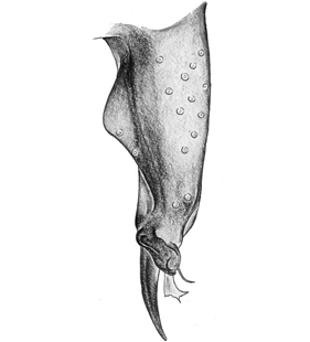 speciesimage