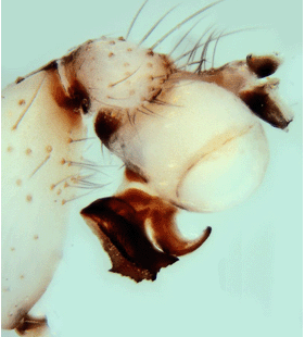 speciesimage