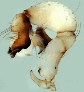 speciesimage