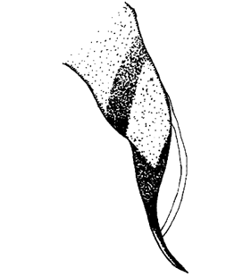 speciesimage