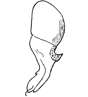 speciesimage
