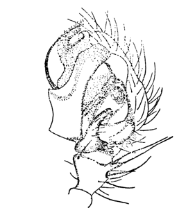 speciesimage