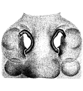 speciesimage