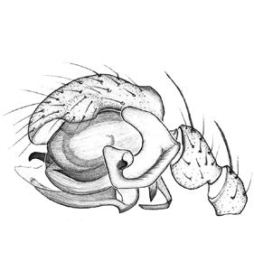 speciesimage