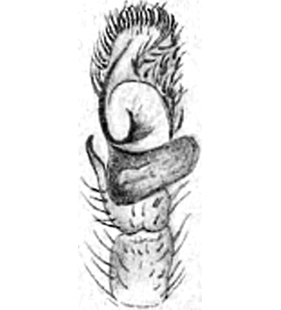 speciesimage