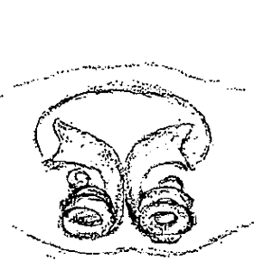 speciesimage