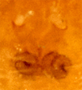 speciesimage