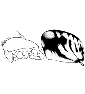 speciesimage