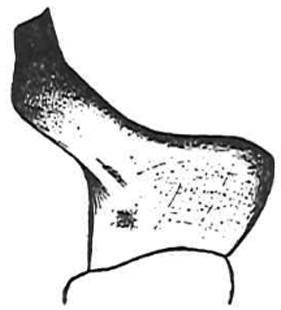 speciesimage