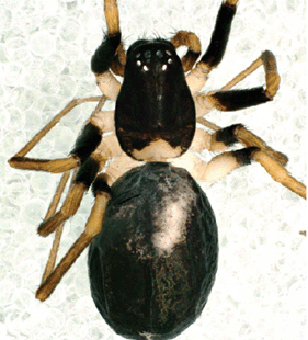 speciesimage