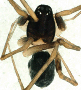 speciesimage
