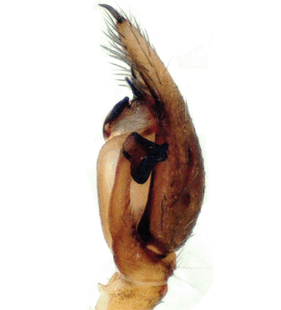 speciesimage