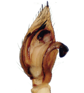 speciesimage