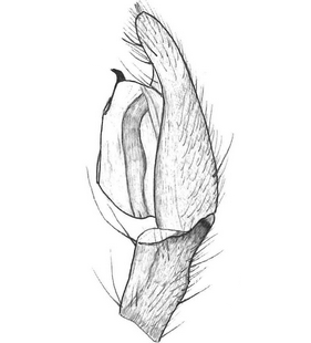 species