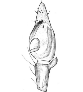 species
