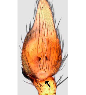 speciesimage