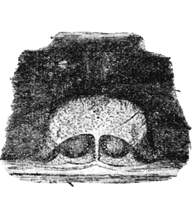 speciesimage