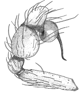 speciesimage