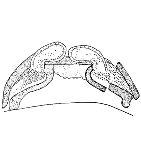 speciesimage