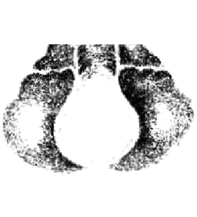 speciesimage