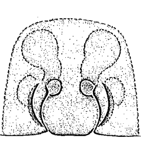 speciesimage