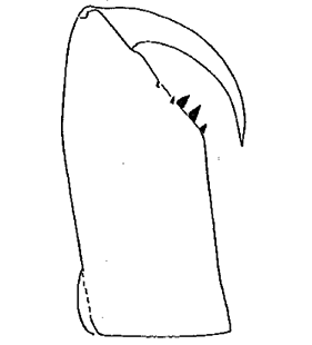 speciesimage