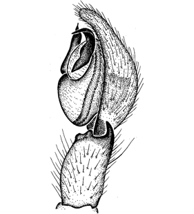 speciesimage