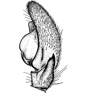 speciesimage