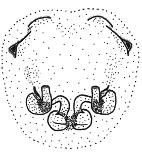 speciesimage