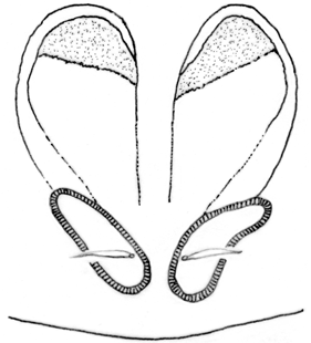 speciesimage